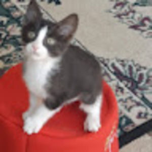 Meet your Posher, Rose